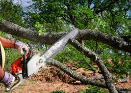 Best Leaf Removal  in Lake Ketchum, WA